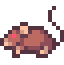 Rat
