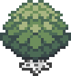Birch Tree