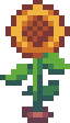 Sunflower Field