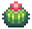 Torch Cactus
